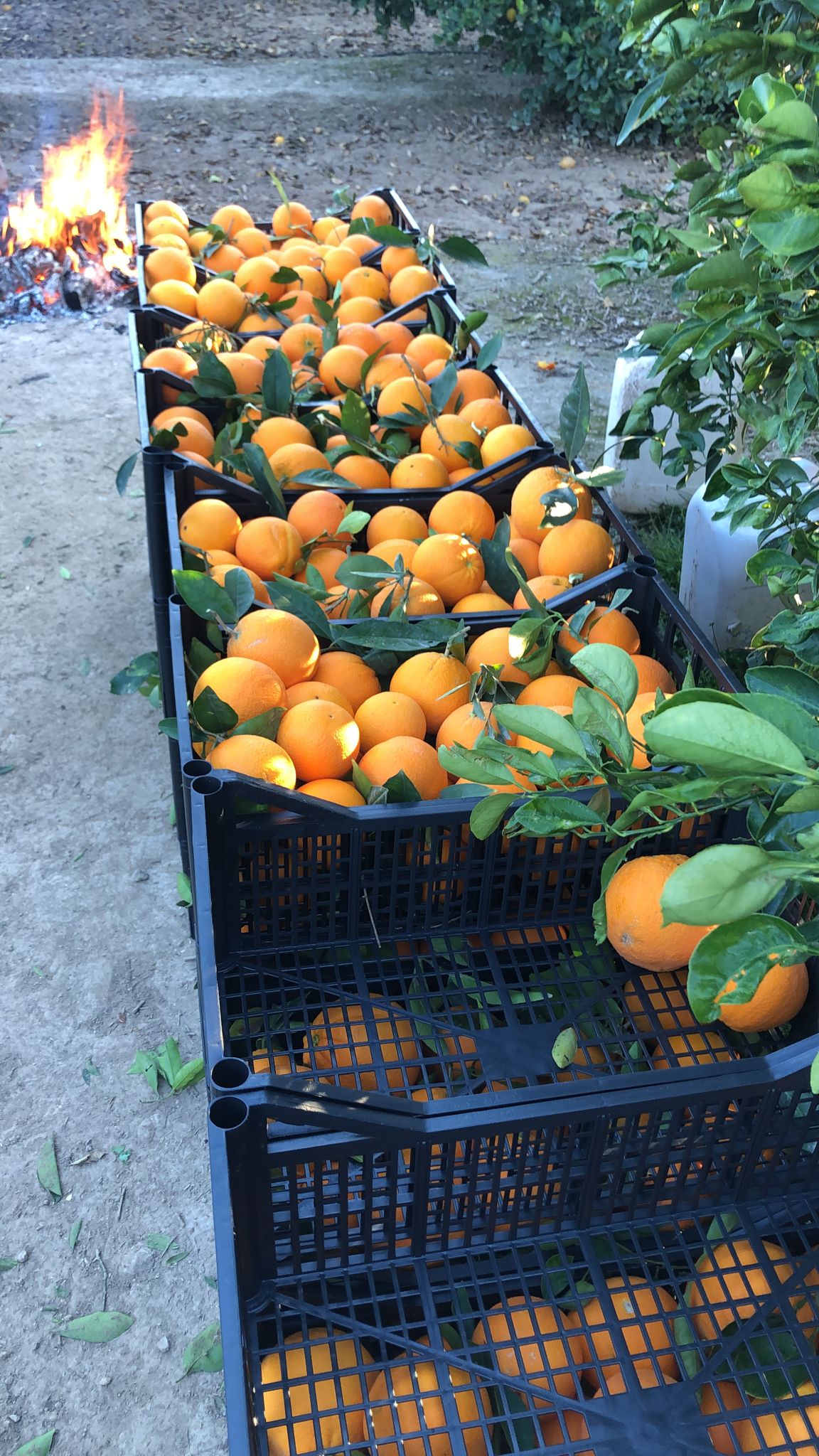 IMG-20230201-WA0028(1)