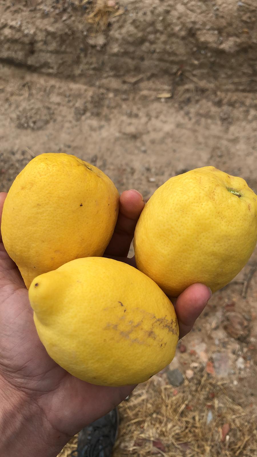 2f339edf-c635-431b-8868-00b8446b3212