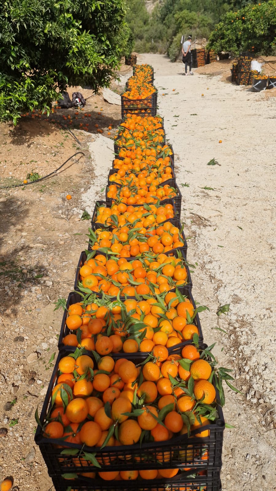 57e526cf-e0c9-4c60-8169-07c7ca860dac