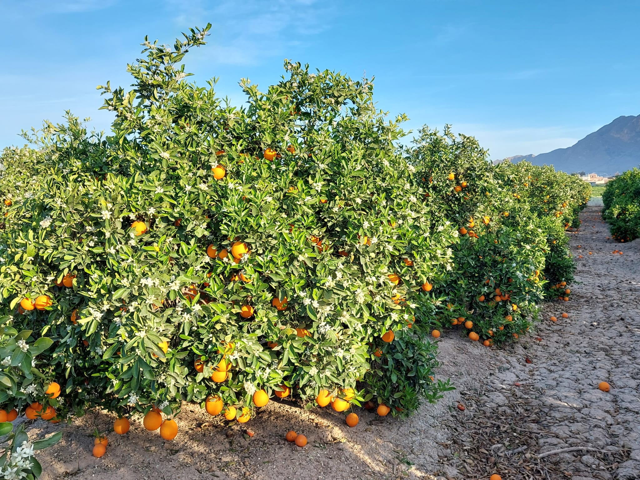 6747caae-86bd-4dcf-9197-bdf42b065f78