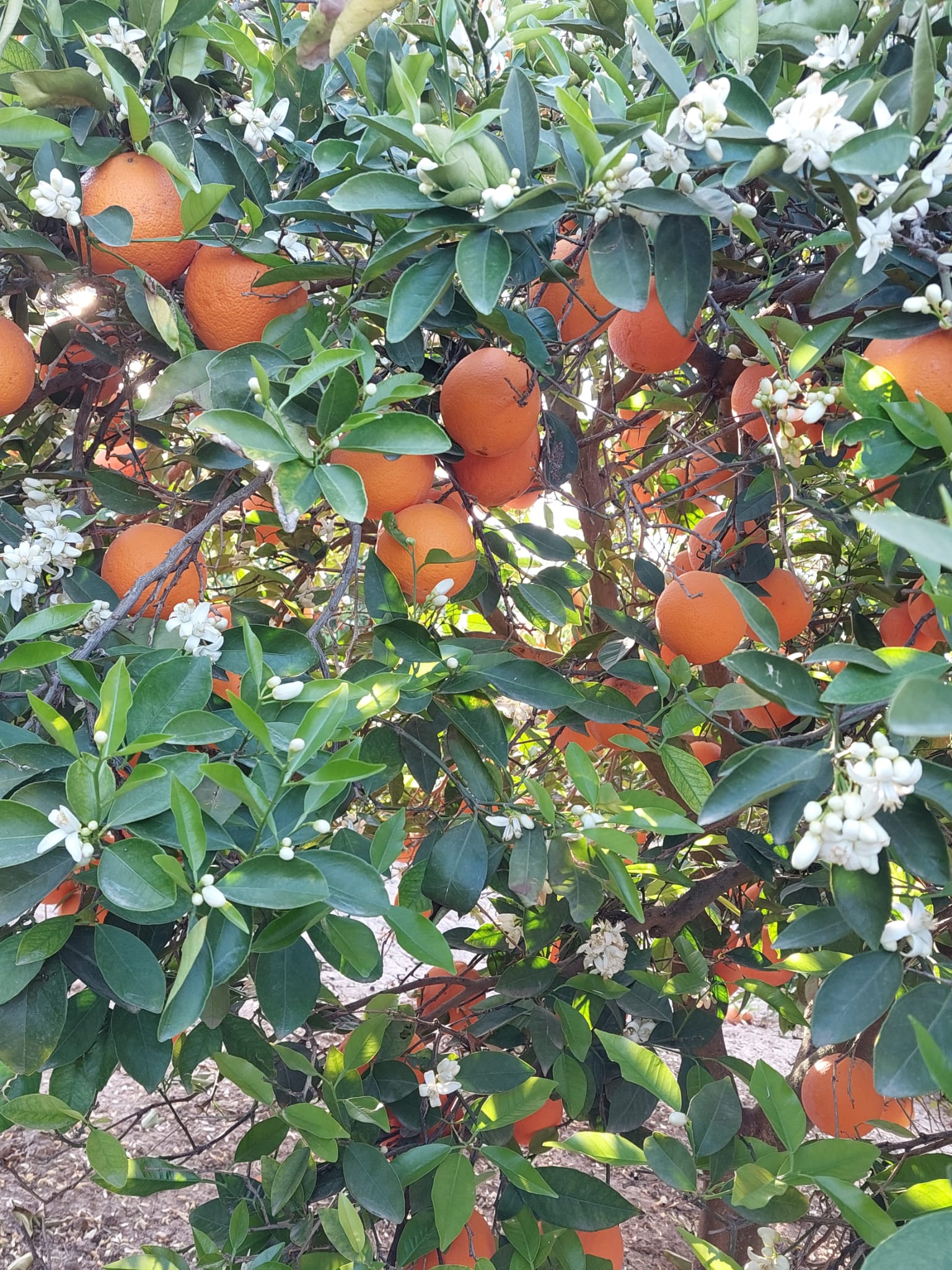 dad42977-a13f-4bbf-a8d4-b40d6b07ed06