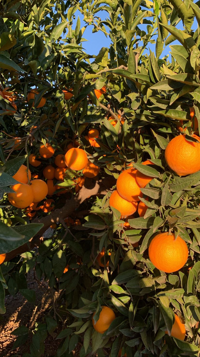 Agrumsa Cosecha Naranjas