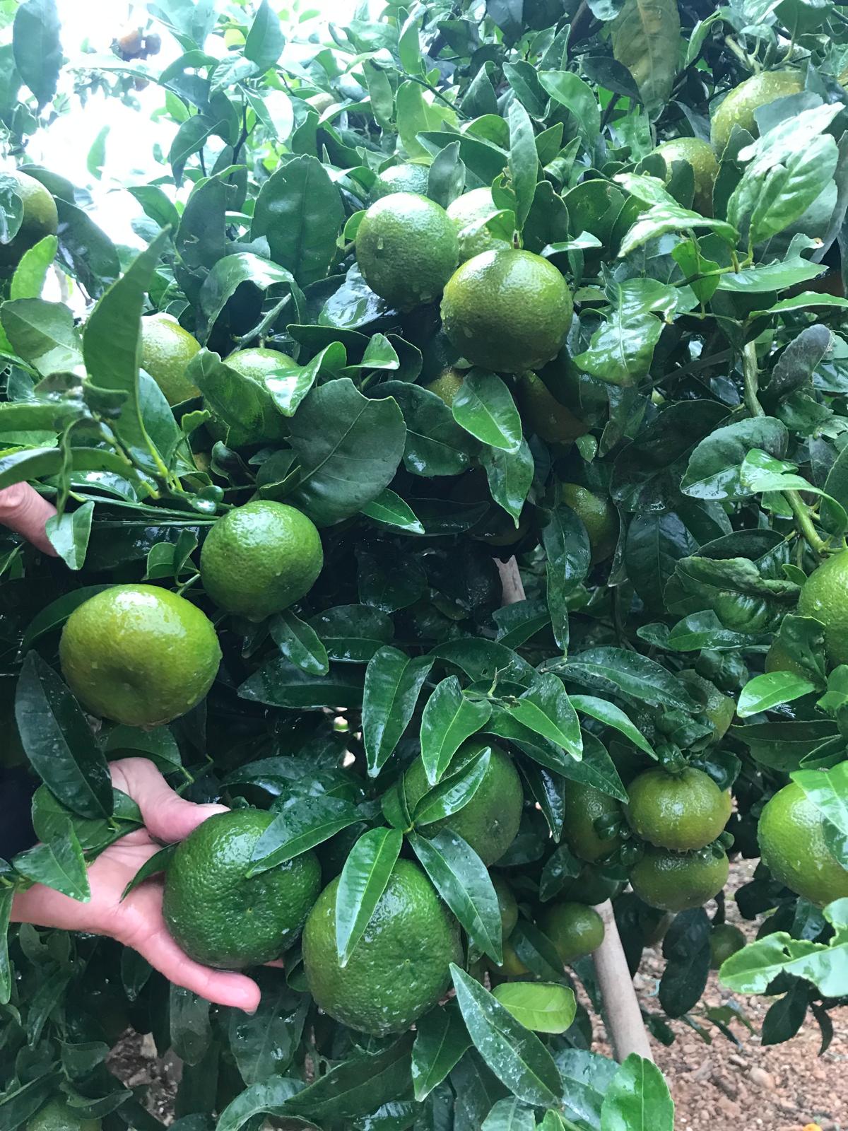Limones Agrumsa