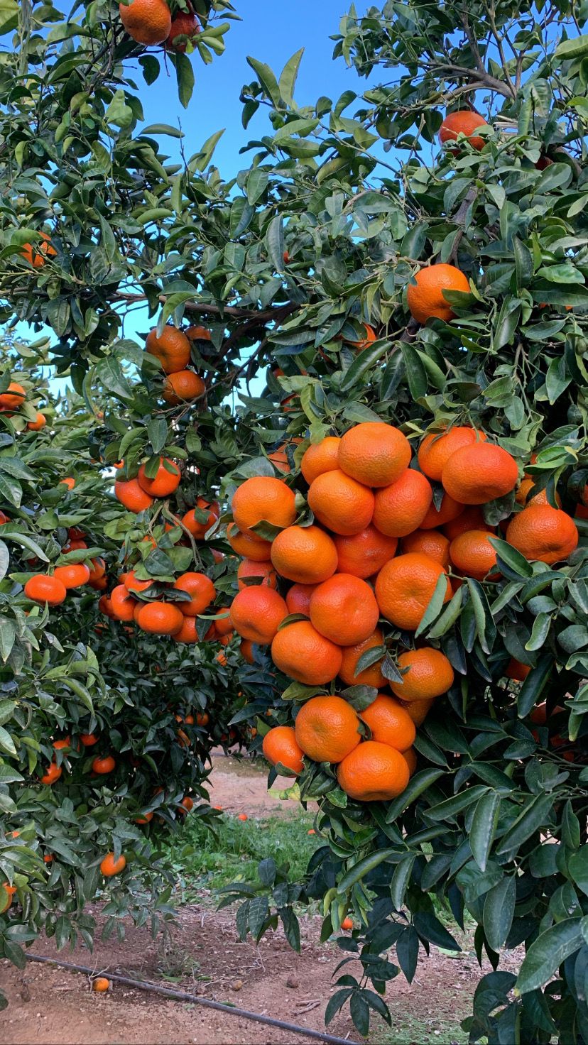 Naranjas Agrumsa5